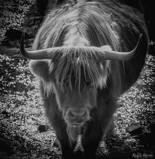 Still Reflection: The Highland Spirit