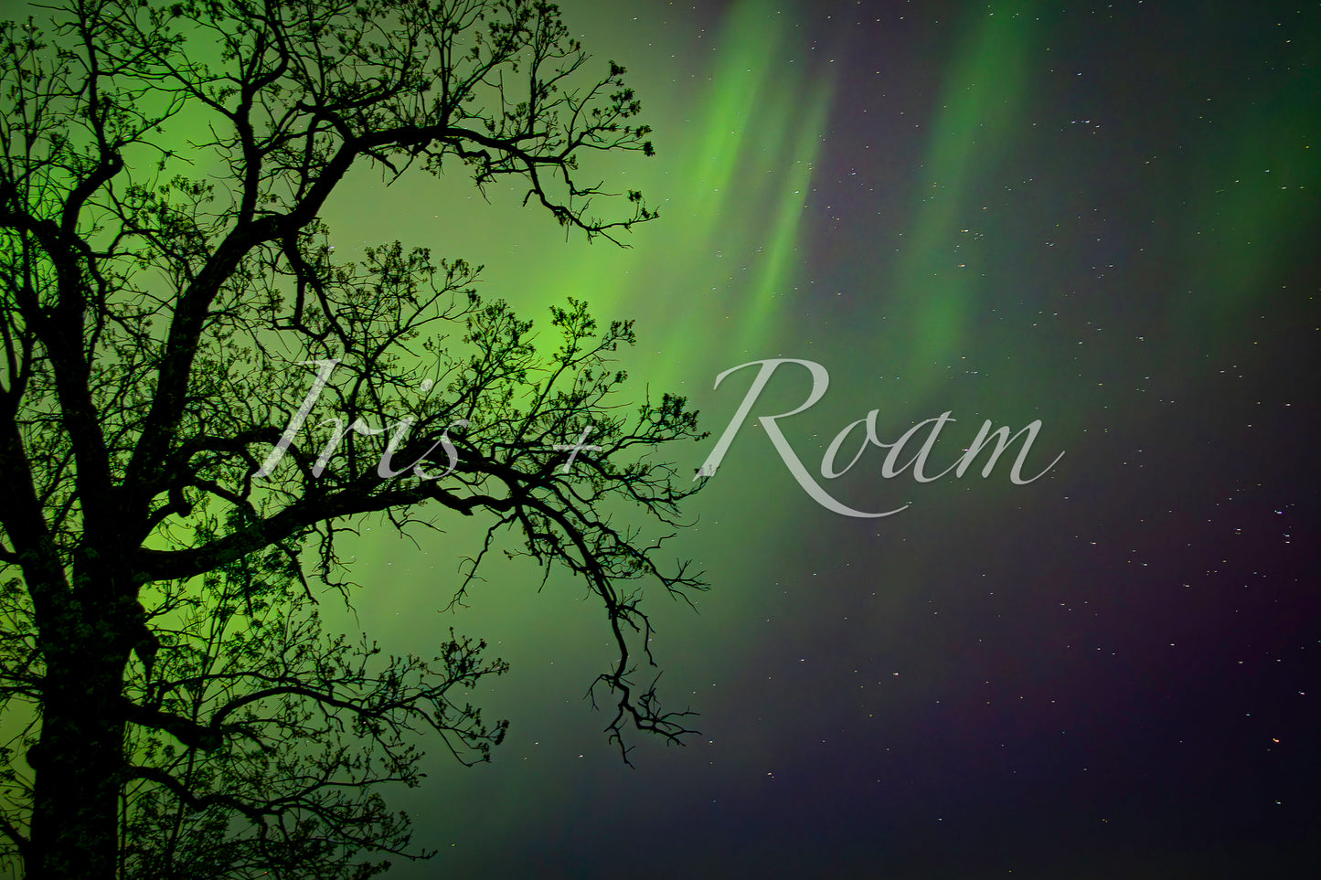 Waltzing Lights, Lonely Tree