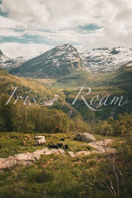 Above the Fjord, Among the Flock