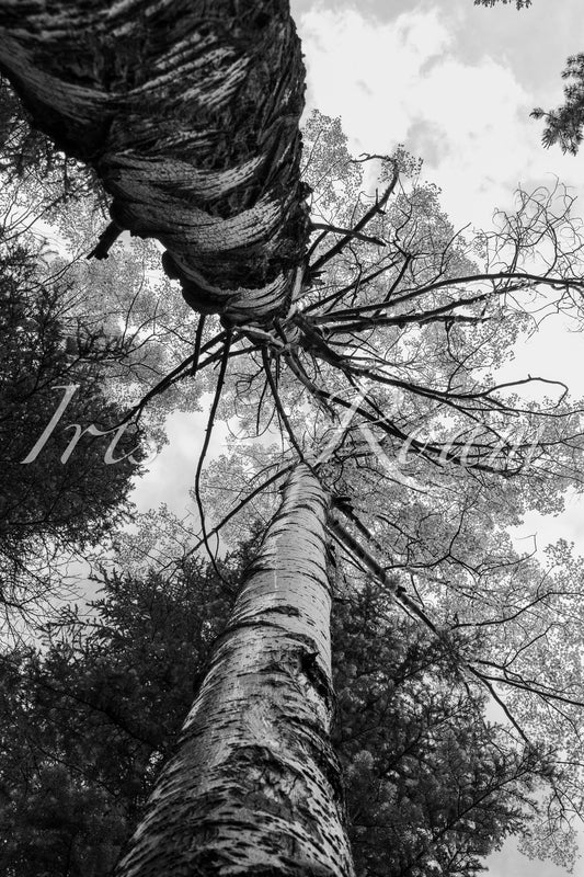 Resilient Heights
