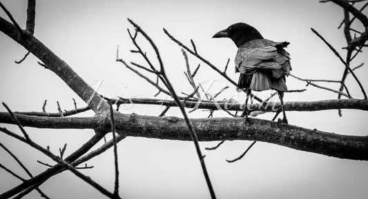 Corvid Curiosity