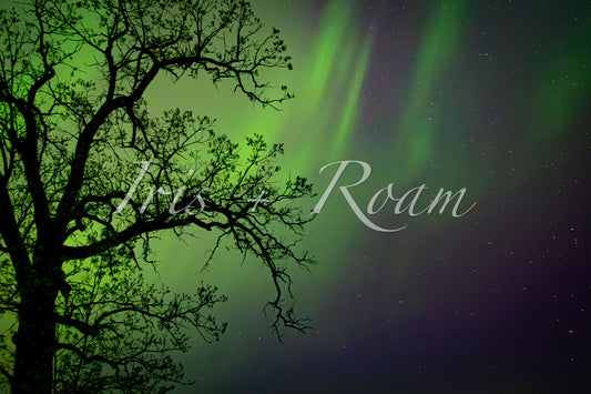Waltzing Lights, Lonely Tree