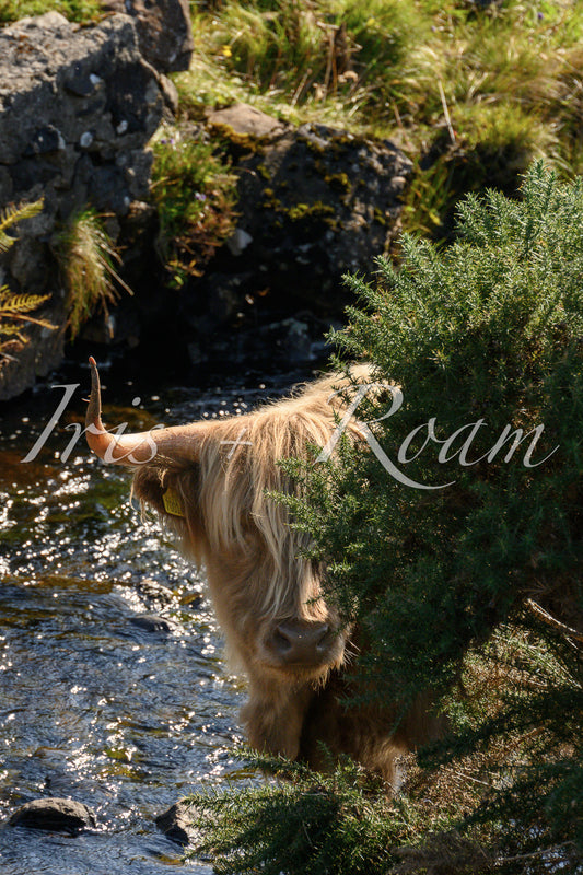 Quiet Curiosity: The Bashful Coo