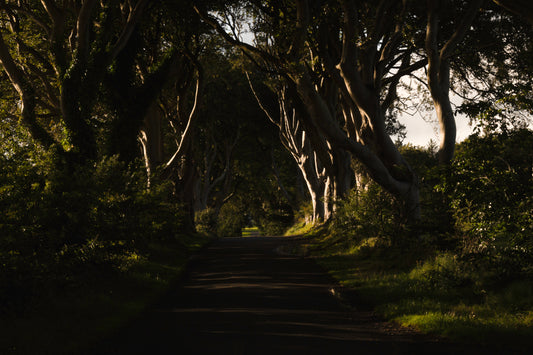 Amberlight & Ancient Trees II